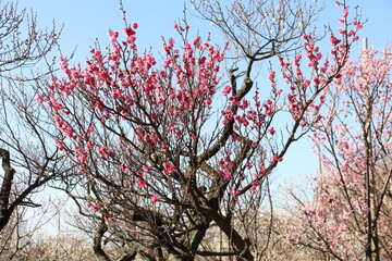 梅（世田谷 羽根木公園にて）。緋の司。
