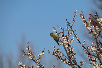 梅（世田谷 羽根木公園にて）。メジロ。