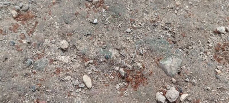 Red ant nest in dry soil of tropical forest. 