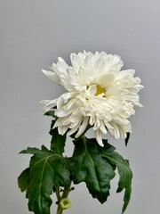 Fresh white chrysanthemum flower