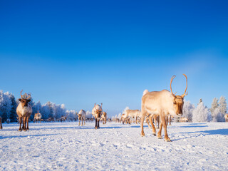 Reindeer on the field, symbolizing untouched nature, ecology, and conservation of the Northern wilderness. Animals beyond the Arctic Circle. Herd of reindeer in a pasture. Scandinavian countries.