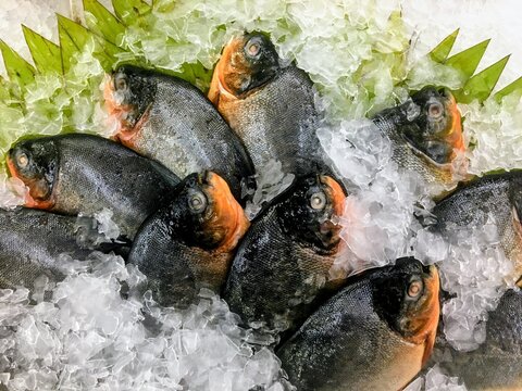 ​Fresh raw pomfret fish displayed on crushed ice at a seafood market. High-angle shot highlighting the silver scales and orange fins of the fish in a clean, chilled environment.