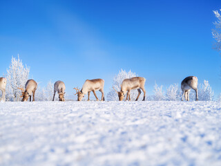 Reindeer on the field, symbolizing untouched nature, ecology, and conservation of the Northern wilderness. Animals beyond the Arctic Circle. Herd of reindeer in a pasture. Scandinavian countries.