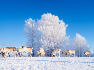 Reindeer on the field, symbolizing untouched nature, ecology, and conservation of the Northern wilderness. Animals beyond the Arctic Circle. Herd of reindeer in a pasture. Scandinavian countries.