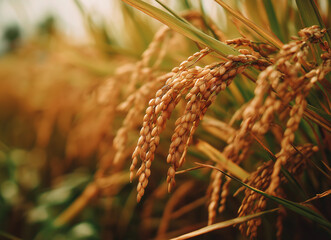 Fototapeta premium Close-up of golden rice grains swaying in the gentle breeze in a peaceful field Generative AI