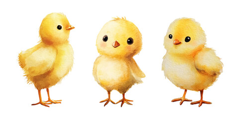 Naklejka premium Watercolor set of cute chicks. Baby chicks with yellow coloring. Cute birds for spring and holiday designs. Farm and agricultural birds. Vector illustration.