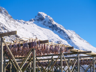Traditional stockfish drying on wooden racks in Lofoten Islands, Norway. Bright sunny winter day with snow-covered mountains and blue sky. Authentic arctic fishery, seafood production and heritage