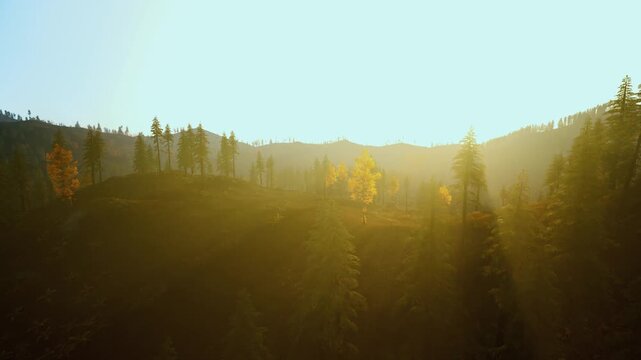 bright sunrise through autumn forest clearing, single golden tree lit on hilltop, warm sunbeams cutting gentle mist, vivid foliage and optimistic light, ideal