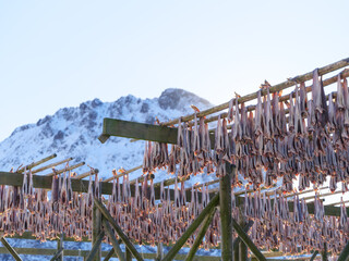 Traditional stockfish drying on wooden racks in Lofoten Islands, Norway. Bright sunny winter day with snow-covered mountains and blue sky. Authentic arctic fishery, seafood production and heritage