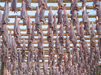 Traditional stockfish drying on wooden racks against a clear blue sky in Lofoten, Norway. Authentic arctic seafood production, sun-dried cod on a bright winter day. Northern heritage and fishery.