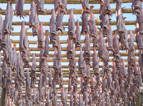 Traditional stockfish drying on wooden racks against a clear blue sky in Lofoten, Norway. Authentic arctic seafood production, sun-dried cod on a bright winter day. Northern heritage and fishery.