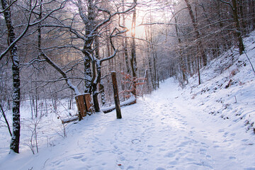 Zimowy poranek na leśnej ścieżce