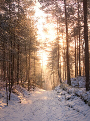 Zimowy poranek w lesie