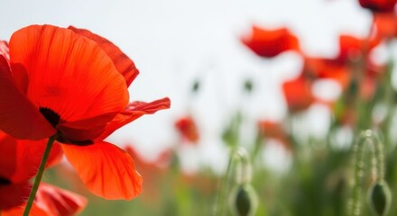Fototapeta premium Red Poppies Field Soft Focus Background