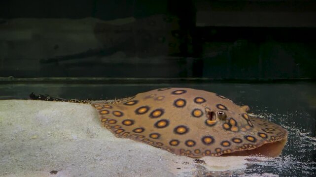 Macro Footage of Polka Dot Freshwater Stingray Resting in Aquarium
