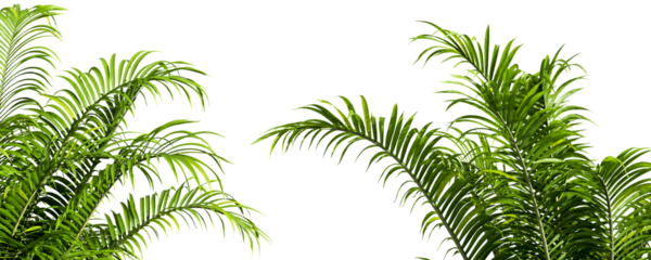 Close up palm tree isolated on white