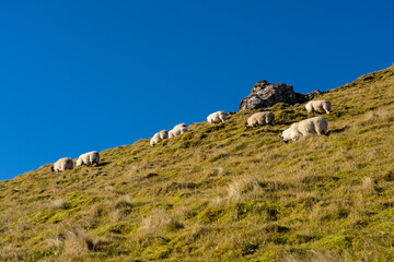 Scottish Blackface in the mountain 