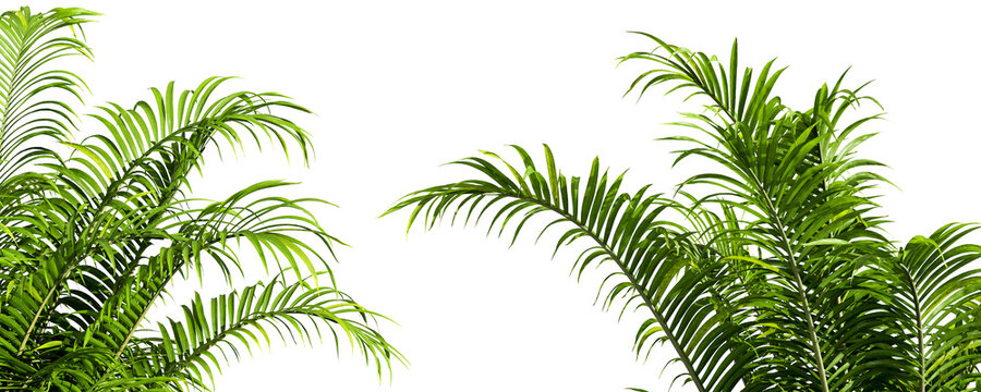 Close up palm tree isolated on white