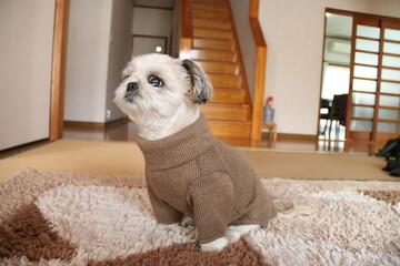 A lovely Shih Tzu dog