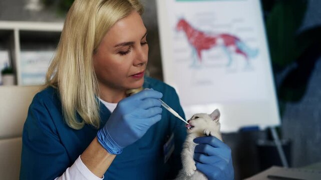 Woman animal doctor feeding baby cat from pipette in professional vet office