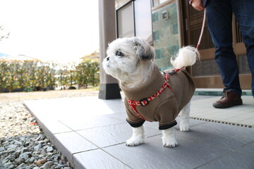 A lovely Shih Tzu dog