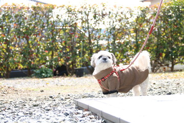 A lovely Shih Tzu dog
