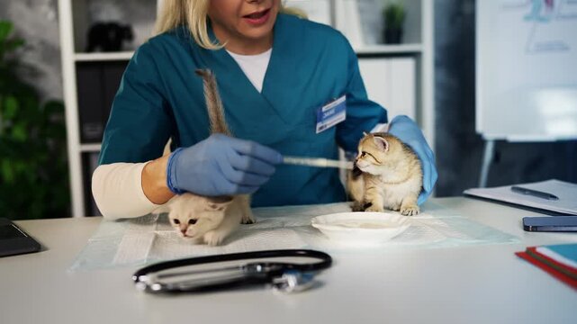 Female animal doctor feeding kittens with pipette during vet office visit