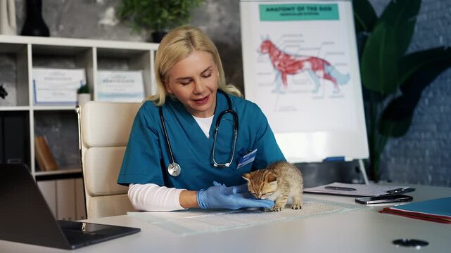 Woman veterinarian giving treats to tiny purebred kitten in veterinary clinic