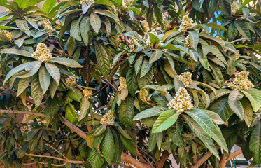 Loquat tree and its beautiful flowers