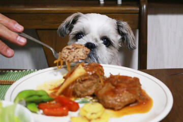 A lovely Shih Tzu dog
