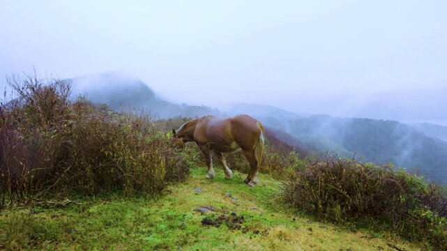 Wild Horse on Misty Nakanoshima in Oki Islands, Shimane Japan