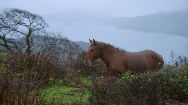 Wild Horse Standing in the Rain, Misty Cold Winter Day on Oki Islands, Japan