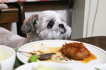 A lovely Shih Tzu dog
