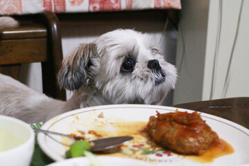 A lovely Shih Tzu dog