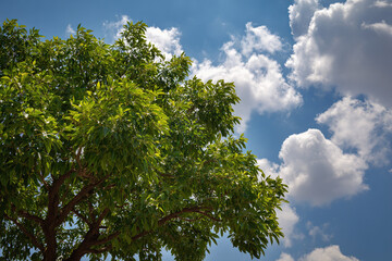 Obraz premium Lush Green Tree Against Blue Sky with Clouds