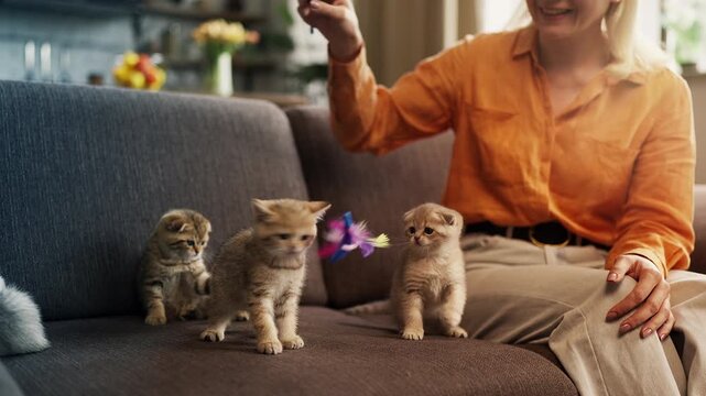 Caring woman playing with adorable purebred kittens using feather toy at home