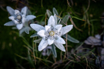 The proud Edelweiss