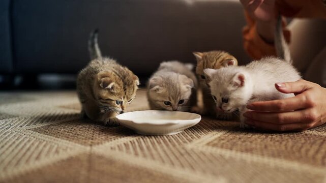 Female owner feeding four active purebred kittens with milk from bowl