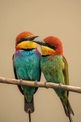 Two colorful birds perched together