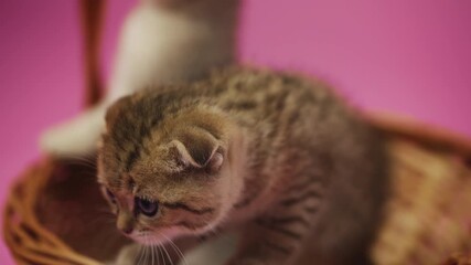 Cute purebred baby cat sitting in basket during shelter adoption campaign