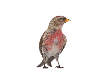 common redpoll (acanthis flammea) isolated on white background