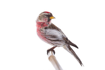 male common redpoll (acanthis flammea) isolated on white background