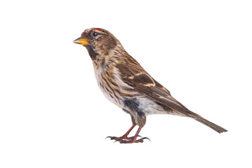 female common redpoll (acanthis flammea) isolated on white background