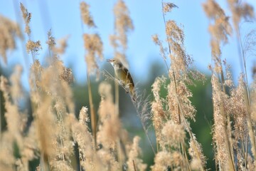 Fototapeta premium Small songbird perched on reed in natural wetland environment