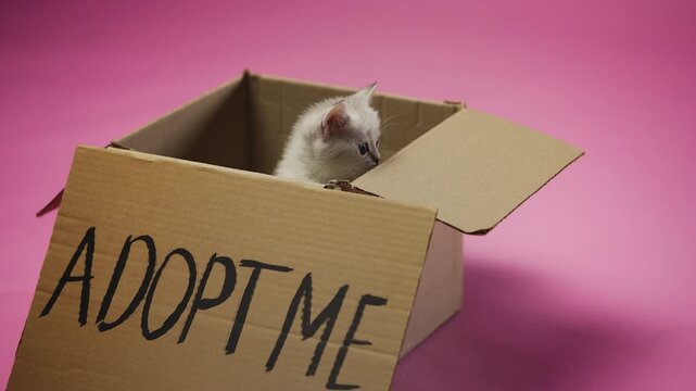 Lovely British Shorthair baby cat sitting in box near adopt me sign