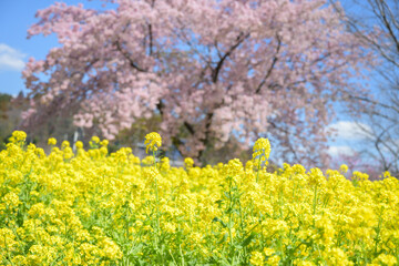 Fototapeta premium 春の青空に映える菜の花と桜