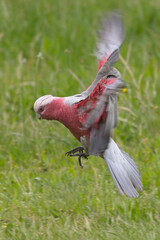 Galah (Eolophus roseicapilla) (pink and grey cockatoo, galah cockatoo or rose-breasted cockatoo), wings spread as it's landing at the Belair National Park, Adelaide, South Australia.