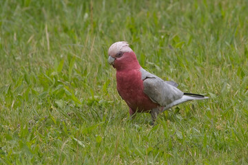 Galah (Eolophus roseicapilla) (pink and grey cockatoo, galah cockatoo or rose-breasted cockatoo), on the grass at the Belair National Park, Adelaide, South Australia.