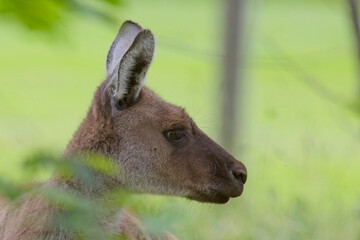 Western Grey Kangaroo (Macropus fuliginosus), close portrait in profile, Belair National Park, South Australia.