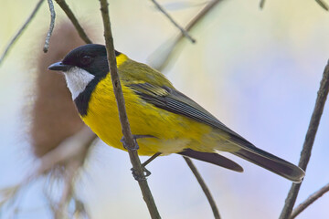 Australian Golden Whistler (Pachycephala pectoralis), male perched in a tree at the Belair National Park, Adelaide, South Australia.